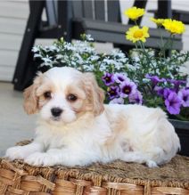 We have a male and female lovable Bernedoodles pups