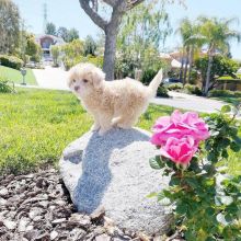 Amazing and smart Maltipoo puppies available for adoption. ( trevoandrew4@gmail.com)