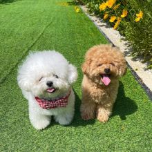 AMAZING BICHON FRISE PUPPIES (katielocke343@gmail.com)