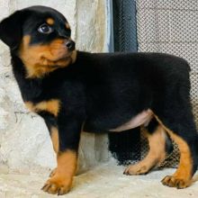male and female Rottweiler puppies contact us at (brendenstacy1@gmail.com)