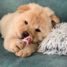 Adorable Chow Chow Puppies in search of new homes. (montestheresa818@gmail.com) Image eClassifieds4u 1