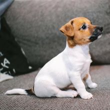 Adorable Jack Russel puppies for adoption. (melllisamouwel21@gmail.com) Image eClassifieds4u 1