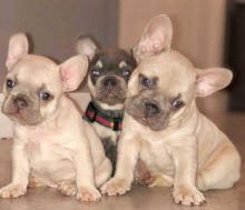 EXCEPTIONAL C.K.C FRENCH BULLDOG PUPPIES FOR ADOPTION(mendezphilip34@gmail.com) Image eClassifieds4u 2