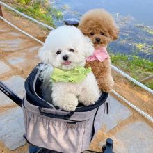 AMAZING BICHON FRISE PUPPIES (katielocke343@gmail.com) Image eClassifieds4u 2