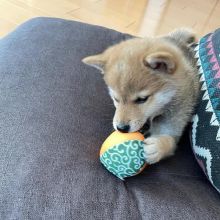 Cute Shiba inu puppies are ready for rehoming(senaalyssa3@gmail.com) Image eClassifieds4u 2