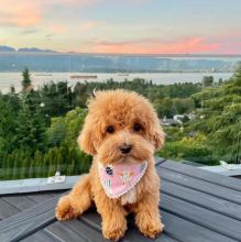 OUTSTANDING CKC POODLE PUPPIES FOR REHOMING(tayshasonia@gmail.com) Image eClassifieds4u 2