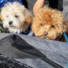 OUTSTANDING CKC POODLE PUPPIES FOR REHOMING(tayshasonia@gmail.com) Image eClassifieds4u 1