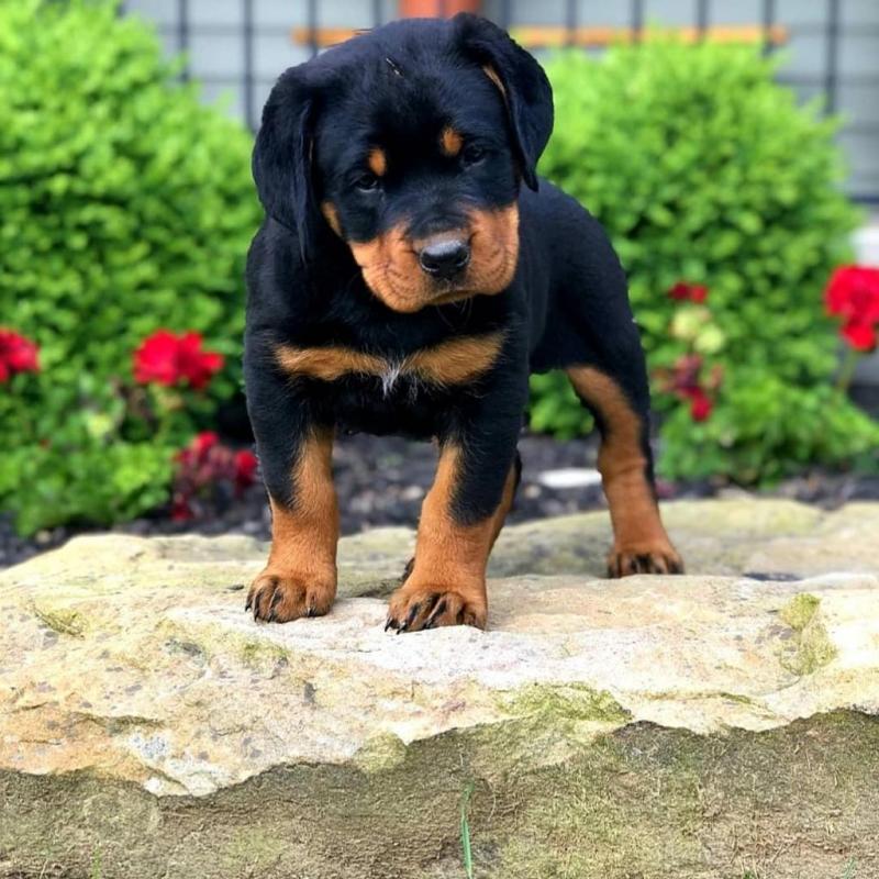 male and female Rottweiler puppies contact us at (brendenstacy1@gmail.com) Image eClassifieds4u