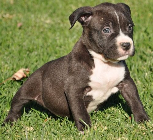 Gorgeous male and female Pittbull puppies, Image eClassifieds4u