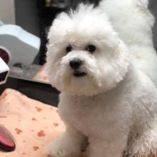 Bichon Frise Puppies For Adoption