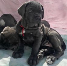 Cane Corso Puppies For Adoption