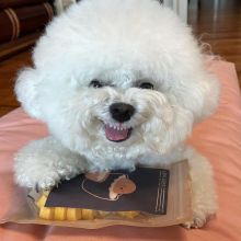 Charming Bichon Frise Puppies For Adoption