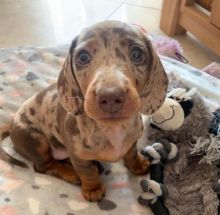 Cute Dachshund Puppies For Adoption