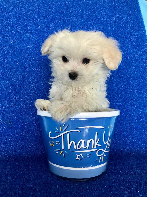 Adorable Maltese Puppy Image eClassifieds4u