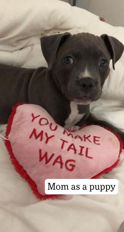 BLUE NOSE PITBULL PUPPIES!! Image eClassifieds4u