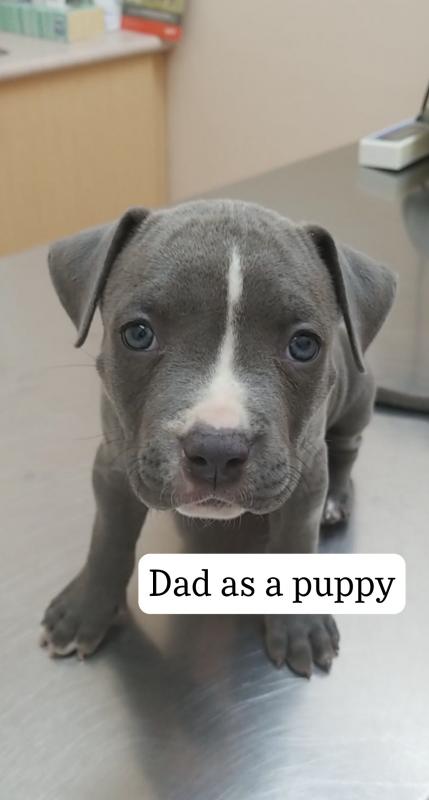 BLUE NOSE PITBULL PUPPIES!! Image eClassifieds4u