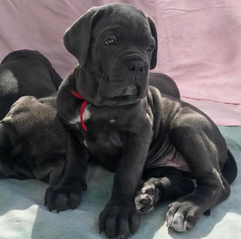 Cane Corso Puppies For Adoption Image eClassifieds4u