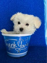 Adorable Maltese Puppy Image eClassifieds4u 3