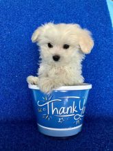 Adorable Maltese Puppy Image eClassifieds4u 2