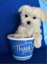 Adorable Maltese Puppy Image eClassifieds4u 1