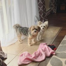 Adorable Morkie Puppies For Adoption Image eClassifieds4U