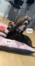 BLUE NOSE PITBULL PUPPIES!! Image eClassifieds4u 3
