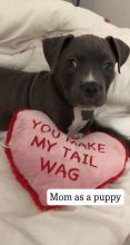 BLUE NOSE PITBULL PUPPIES!! Image eClassifieds4u 2