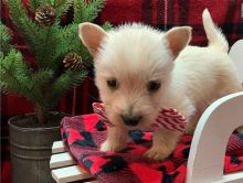 I have a male and female Scottish Terrier puppies, Image eClassifieds4U