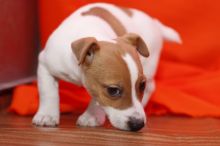 We have two adorable Jack Russell puppies Image eClassifieds4U