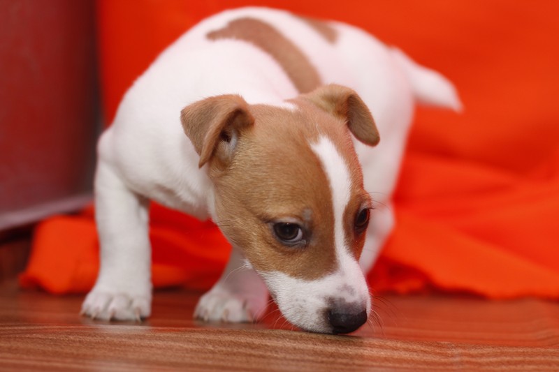 We have two adorable Jack Russell puppies Image eClassifieds4u