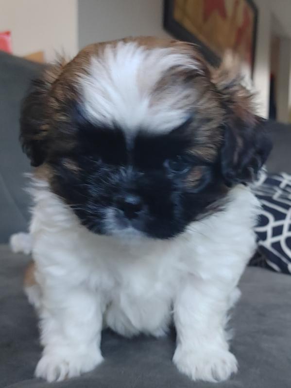 Female Shorkipoo Image eClassifieds4u