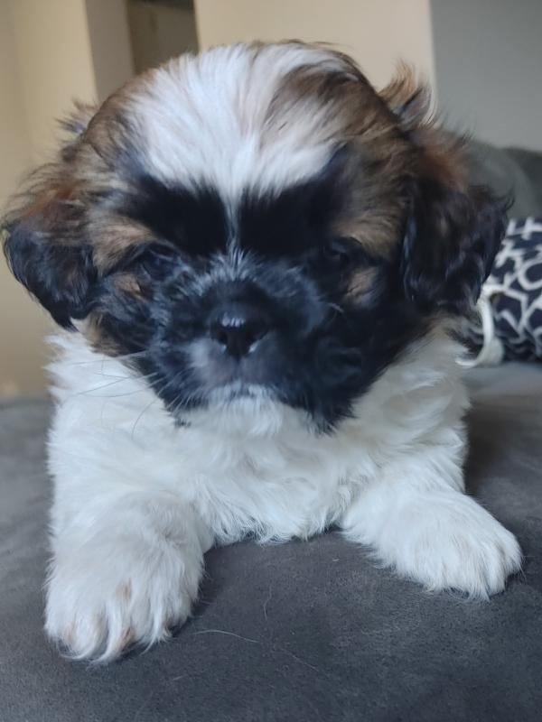 Female Shorkipoo Image eClassifieds4u