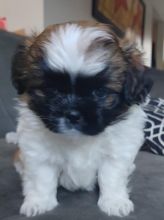 Female Shorkipoo Image eClassifieds4u 1