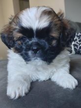 Female Shorkipoo Image eClassifieds4u 3