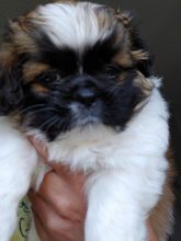 Female Shorkipoo Image eClassifieds4u 2