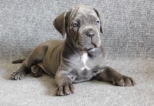 Make and female cane corso puppies Availble text (252) 304-5356 Image eClassifieds4u 2
