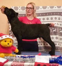 Make and female cane corso puppies Availble text (252) 304-5356 Image eClassifieds4u 1