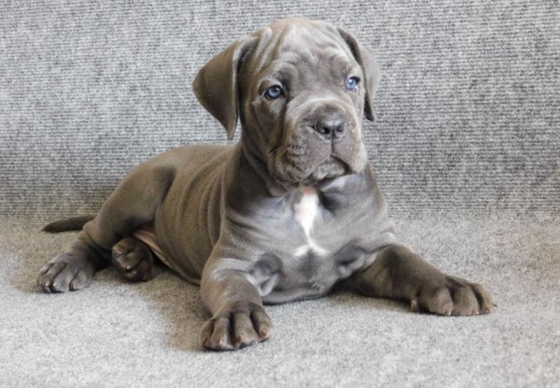 Make and female cane corso puppies Availble text (252) 304-5356 Image eClassifieds4u