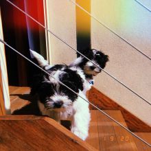 Purebred Havannese puppies: