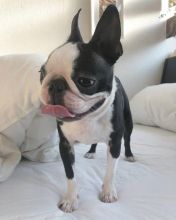 Boston Terrier puppies for adoption