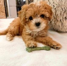 Cavapoo Puppies For Adoption