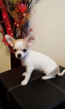 Chihuahua Boy & Girl For Adoption