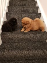 Chow Chows Looking For Their New Families
