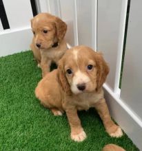 Coc-ker Spaniel Puppies For Adoption