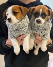 Jack Russell Puppies For adoption