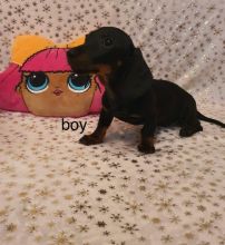 KC Registered Dachshund PUPPIES??