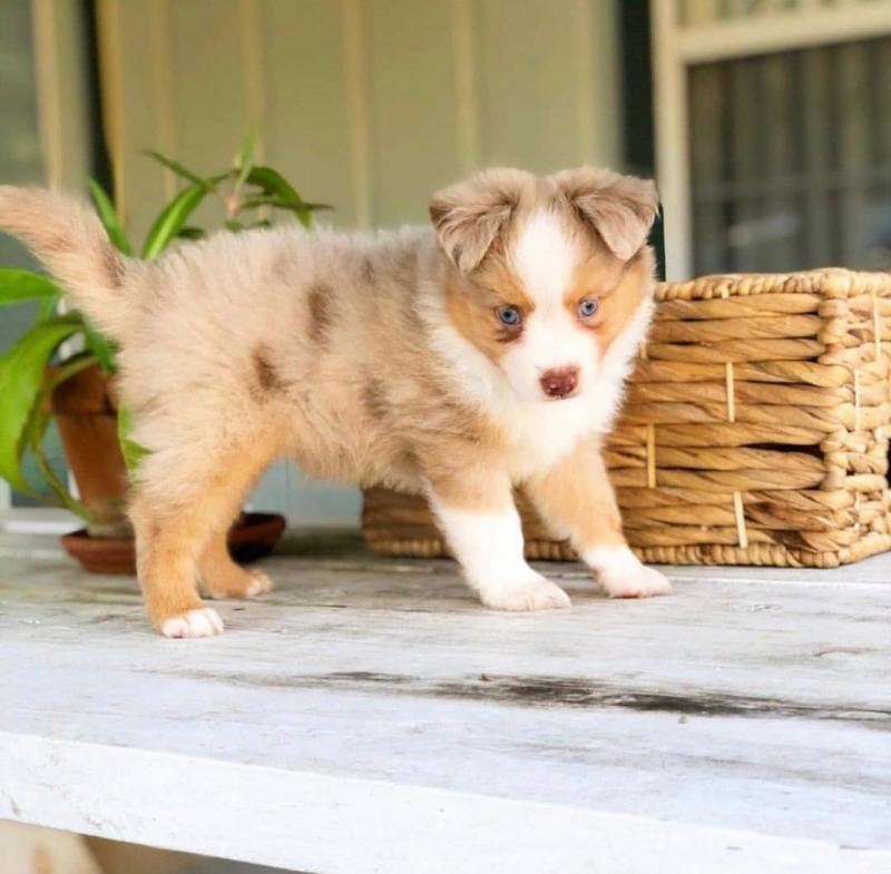 Australian Shepherd Puppies Image eClassifieds4u