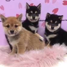 Adorable Shiba Inu Puppies available for affordable Homes Image eClassifieds4U