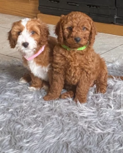 Cavapoo puppies for adoption❤️ Image eClassifieds4U