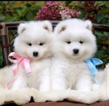 Potty trained Samoyed puppies available for adoption Image eClassifieds4U